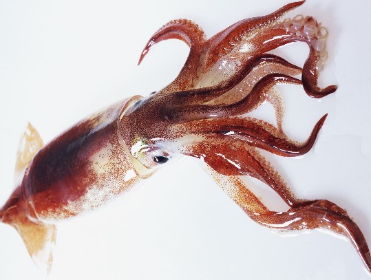 Squid Food Export USA GCC