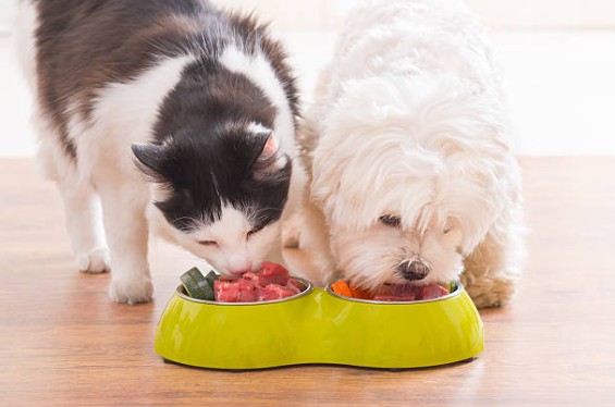 Cat and Dog Food Export USA GCC